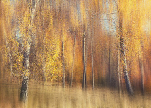 Herbstbirken | Tapete