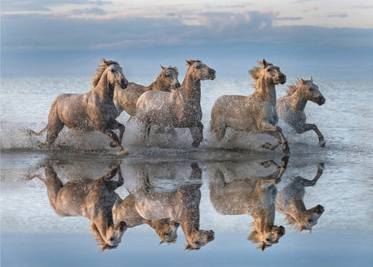 Pferde und Spiegelbild | Poster