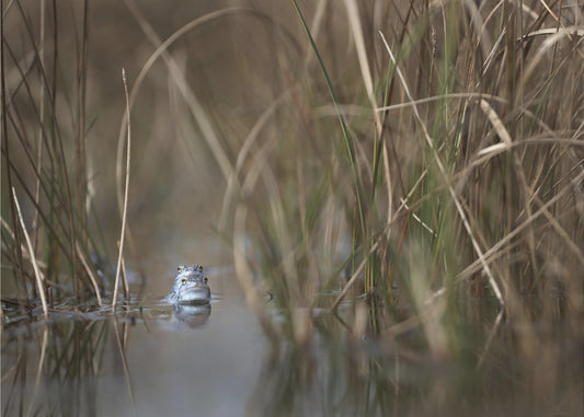 Two frogs | Canvas