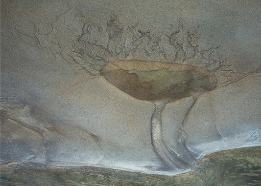 Sandblume | Leinwand