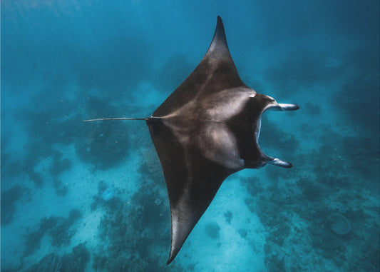 Manta flieg!!! | Hintergrundbild