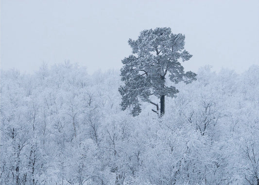 Erster Schnee | Tapete