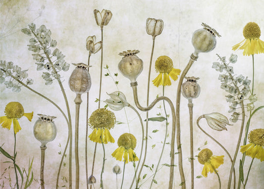 Mohnblumen und Helenium | Leinwand