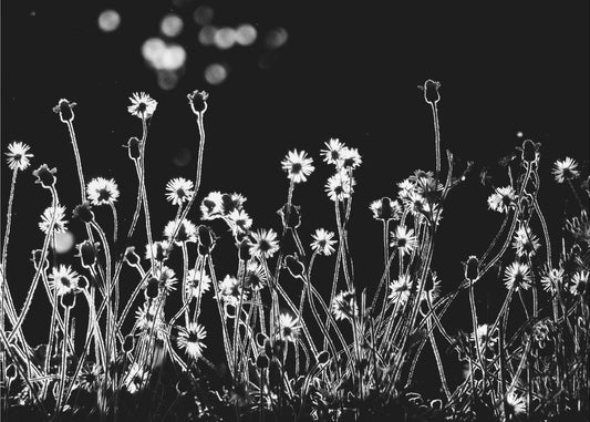 Die kleinen Blumen | Tapete