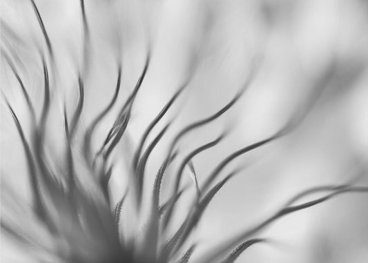 Ohne Titel | Tapete
