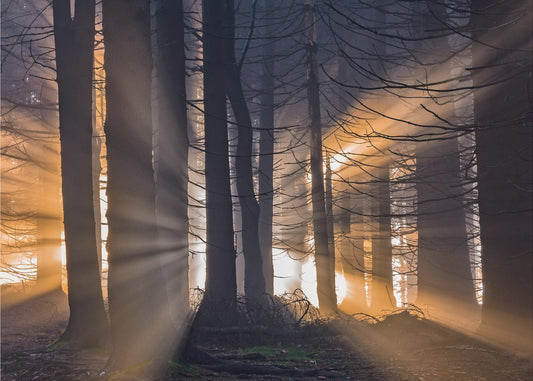 Wald | Tapete