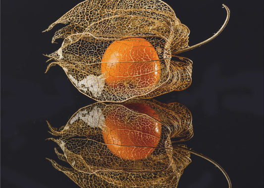 Physalis | Tapete
