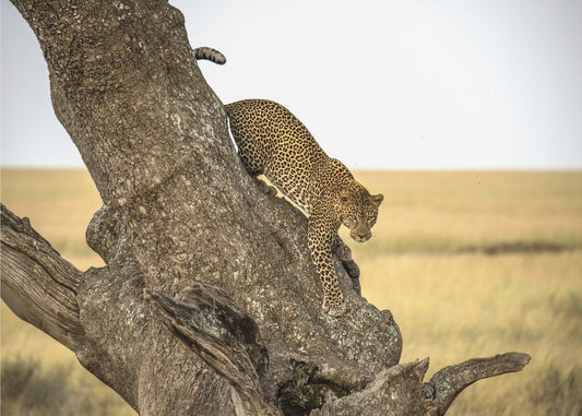 Leopard - Serengeti, Tansania | Hintergrundbild