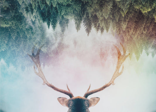 Geweih | Poster
