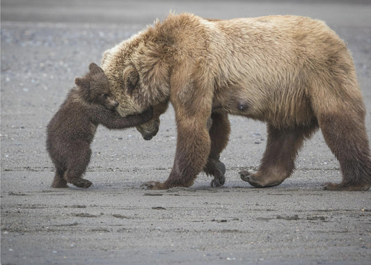 A Little Bear Hug | Canvas