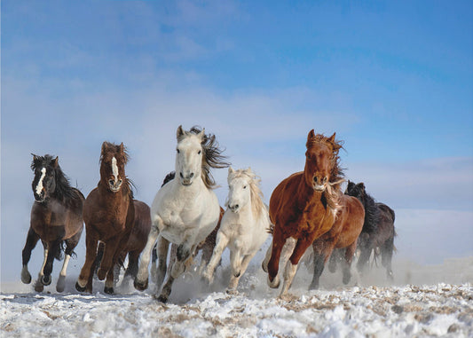 Mongolische Pferde | Tapete