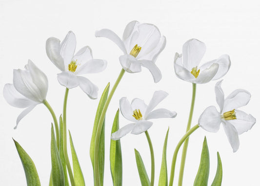 Weiße Tulpen | Leinwand