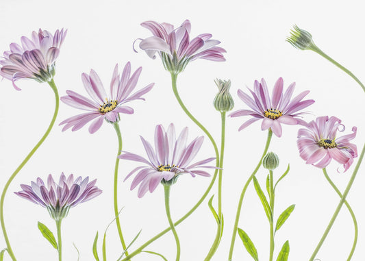 Cape Daisies | Leinwand