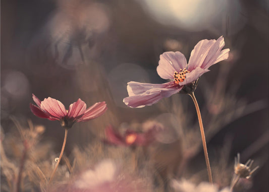 Blumen der Unschuld | Leinwand