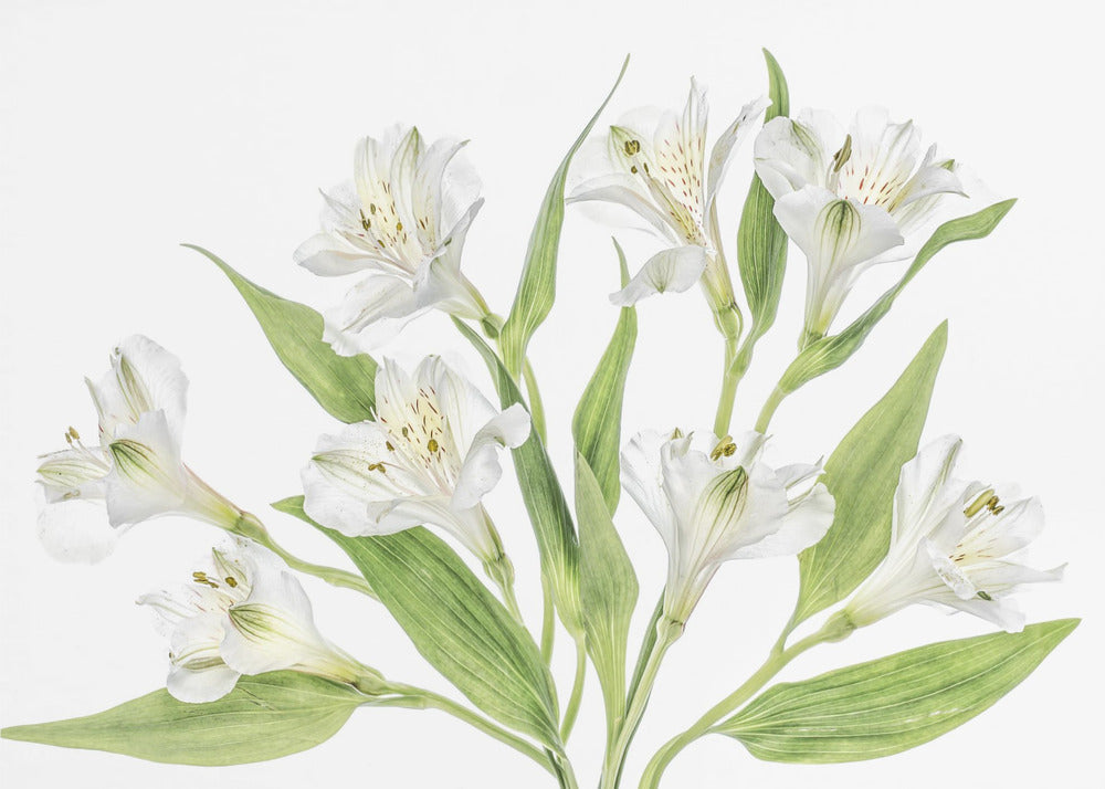 Alstroemeria | Leinwand