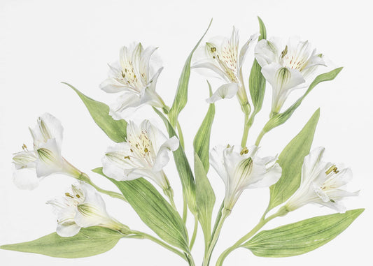 Alstroemeria | Leinwand