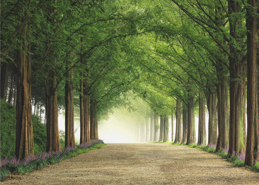 Metasequoia-Straße | Tapete