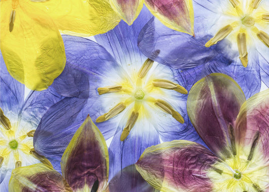 Tulpen | Poster