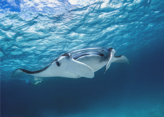 Mantarochen | Tapete