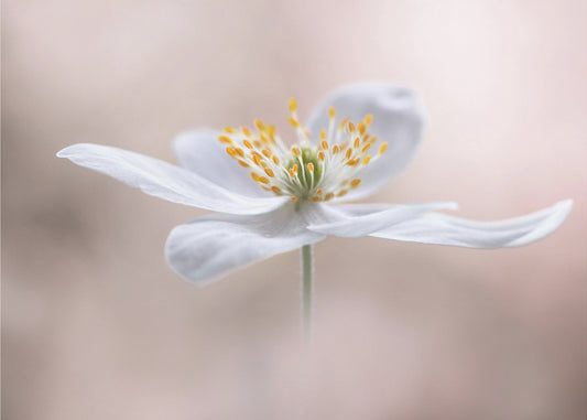 Anemone Nemorosa | Leinwand