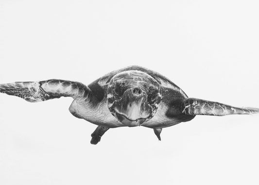 Weiß und Schildkröte | Tapete