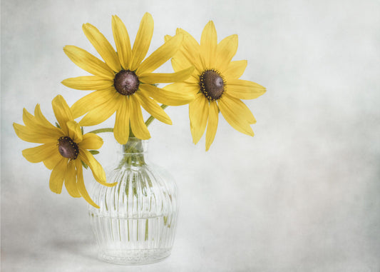 Rudbeckia | Leinwand