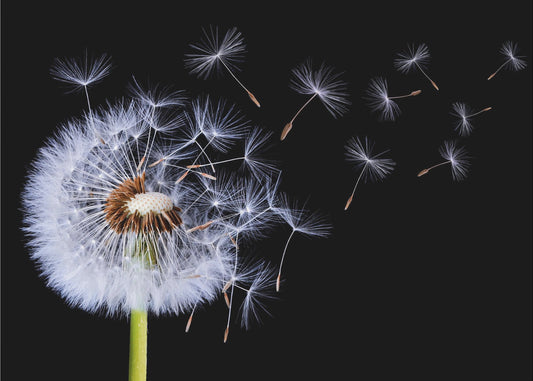 Pusteblume | Tapete