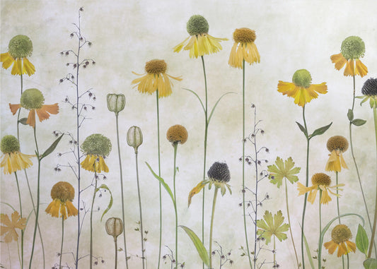 Helenium | Leinwand