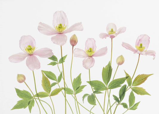Clematis | Poster