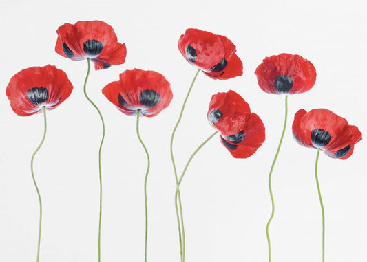 Marienkäfer Mohn | Leinwand