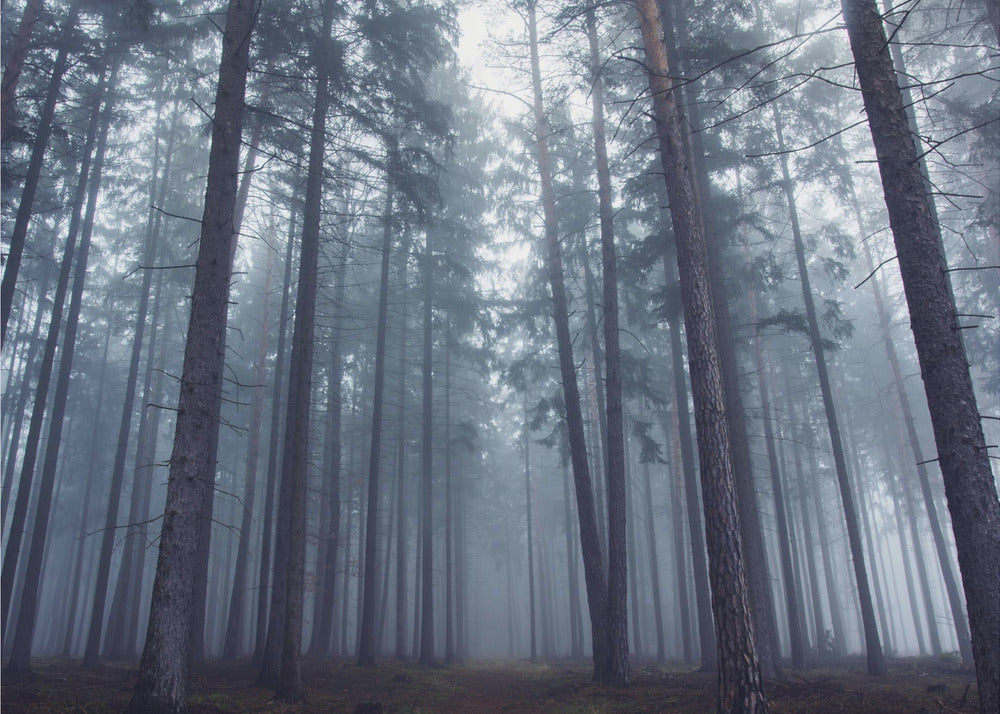 Geheimnisvoller Nebelwald. | Poster