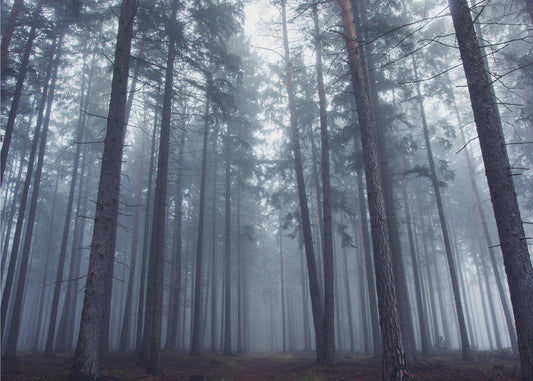 Geheimnisvoller Nebelwald. | Hintergrundbild