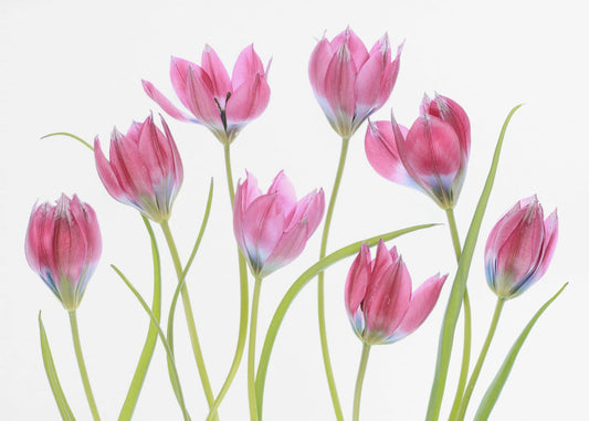 Tulpen-Rouge | Leinwand