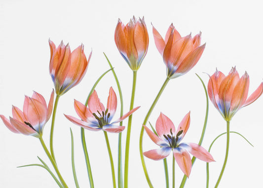 Aprikosen-Tulpen | Poster