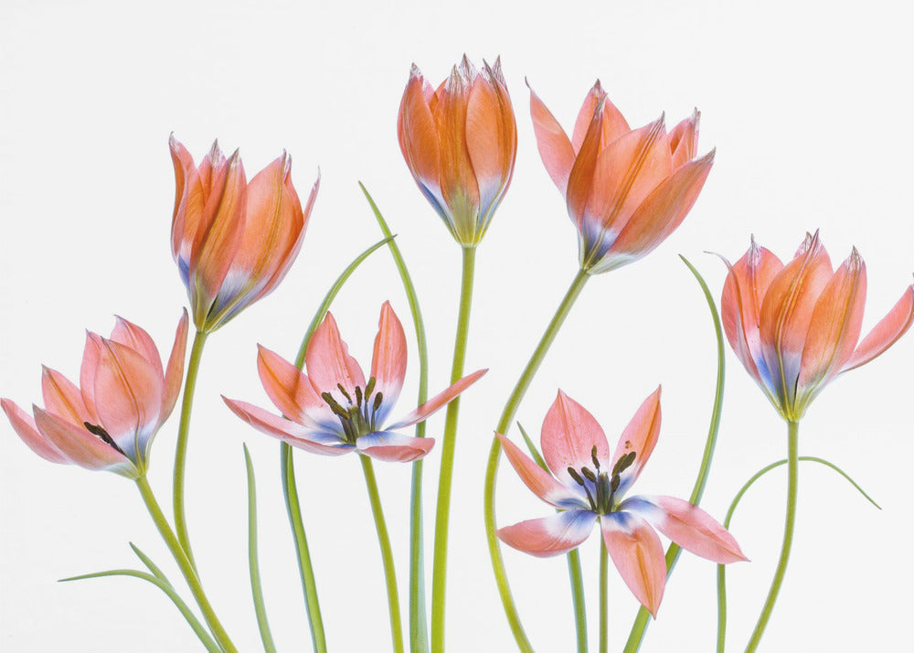Aprikosen-Tulpen | Tapete
