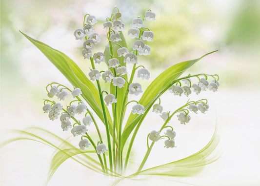 Lily of the valley | Canvas