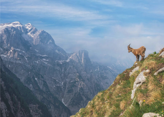 Alpensteinbock im Gebirge | Poster