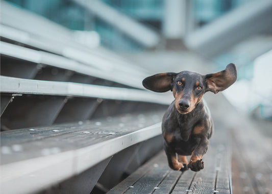 Ein kleiner Hund läuft durch die Welt.... | Tapete