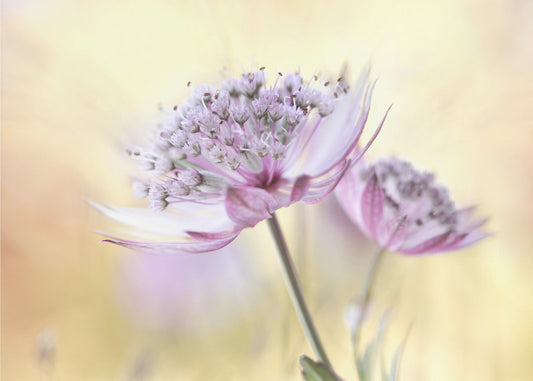 Rosa Astrantia | Poster
