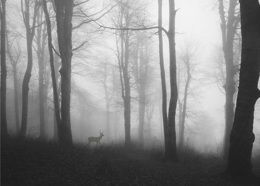 Wald | Tapete