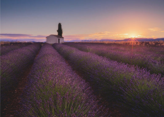 Provence Lavendel | Tapete