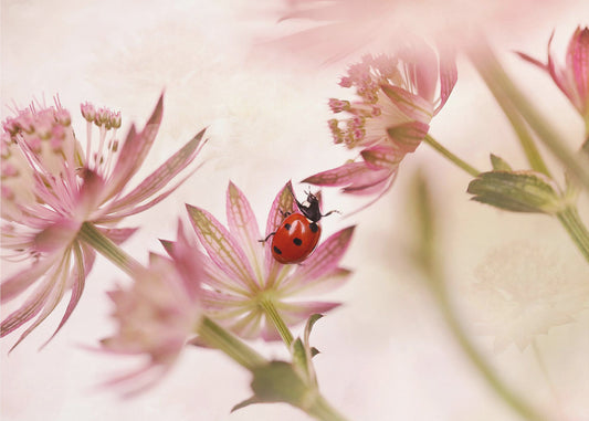 Marienkäfer und rosa Blumen | Tapete