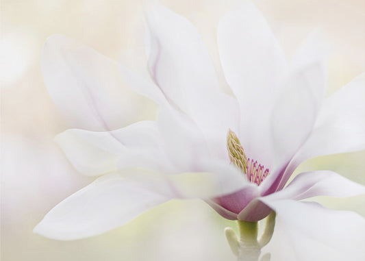 Purity | Canvas
