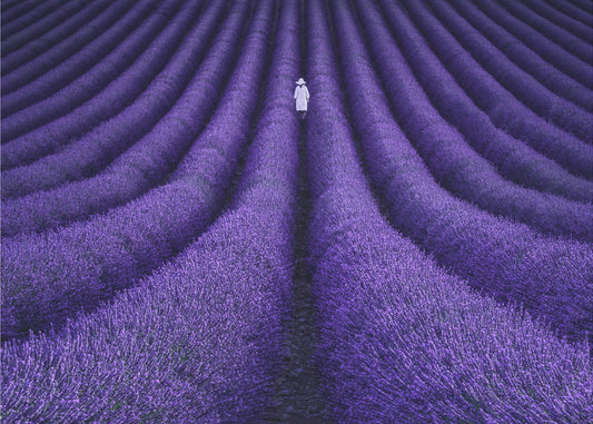 SIE | Poster