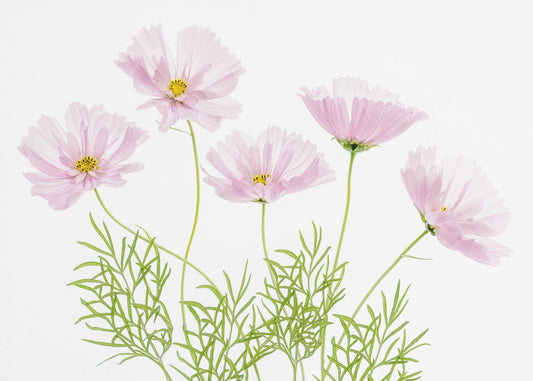 Cosmos Cupcake | Leinwand