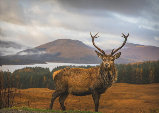 Scottish Stag | Canvas