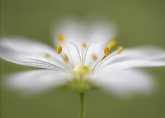 Softly Stitchwort | Poster