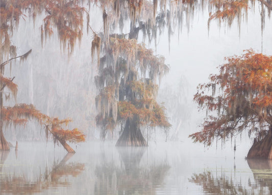 Mysty Bayou | Hintergrundbild