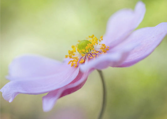 Japanische Anemone | Leinwand