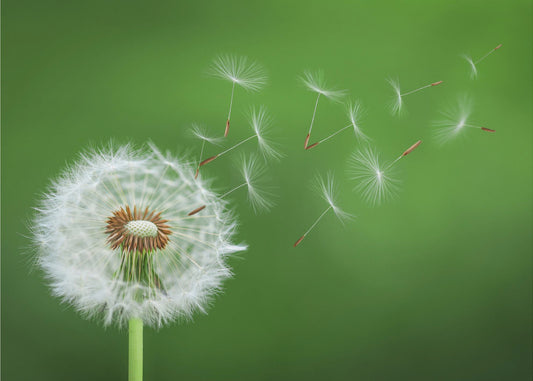 Dandelion Blowing | Poster